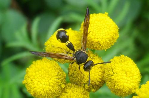 Eumenes sp.